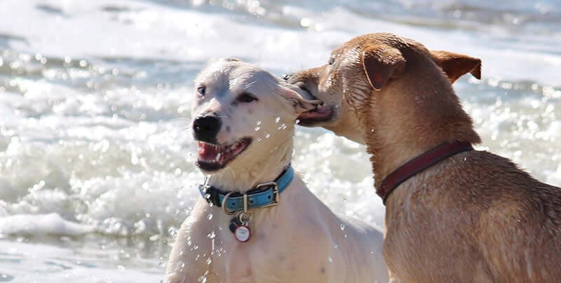Why Does My Dog Bite My Other Dog's Ears