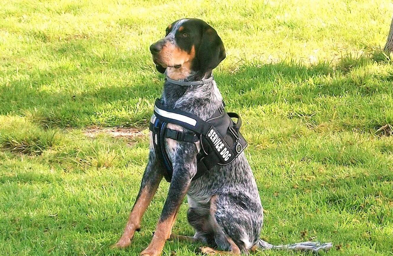 How To Make Your Dog A Service Dog
