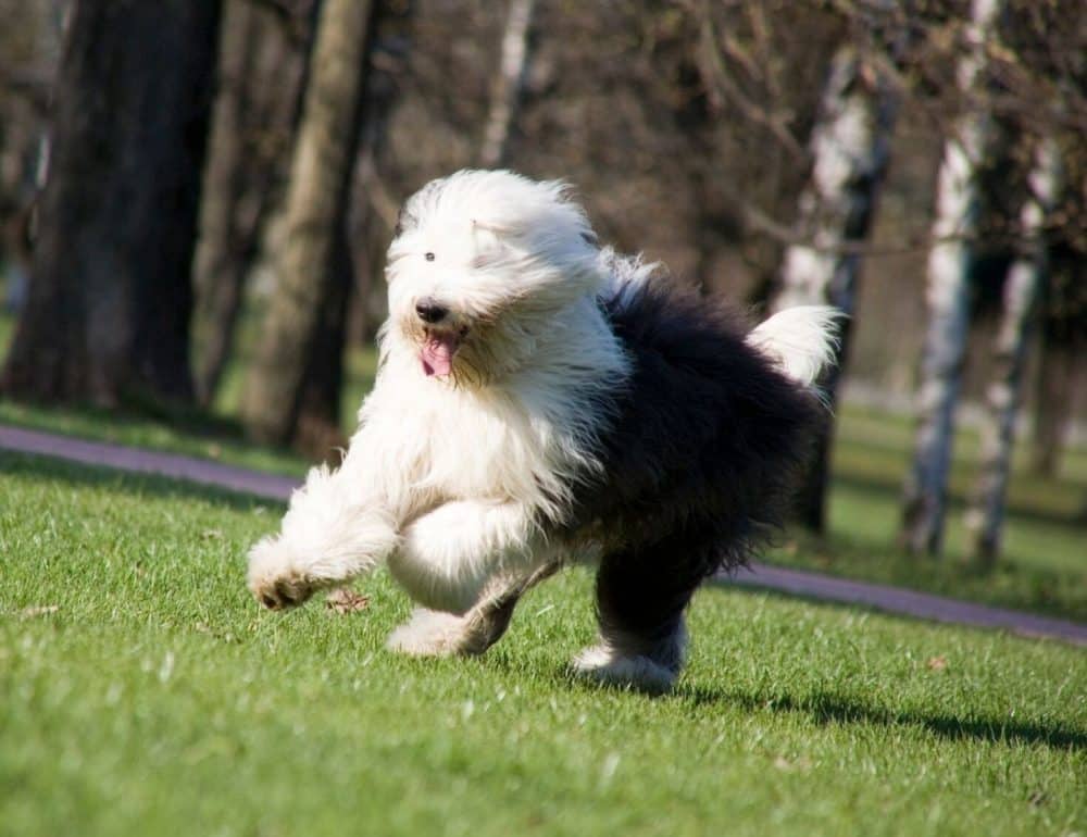 Poodle Large Dog That Dont Shed Breeds That Dont Poodle Least