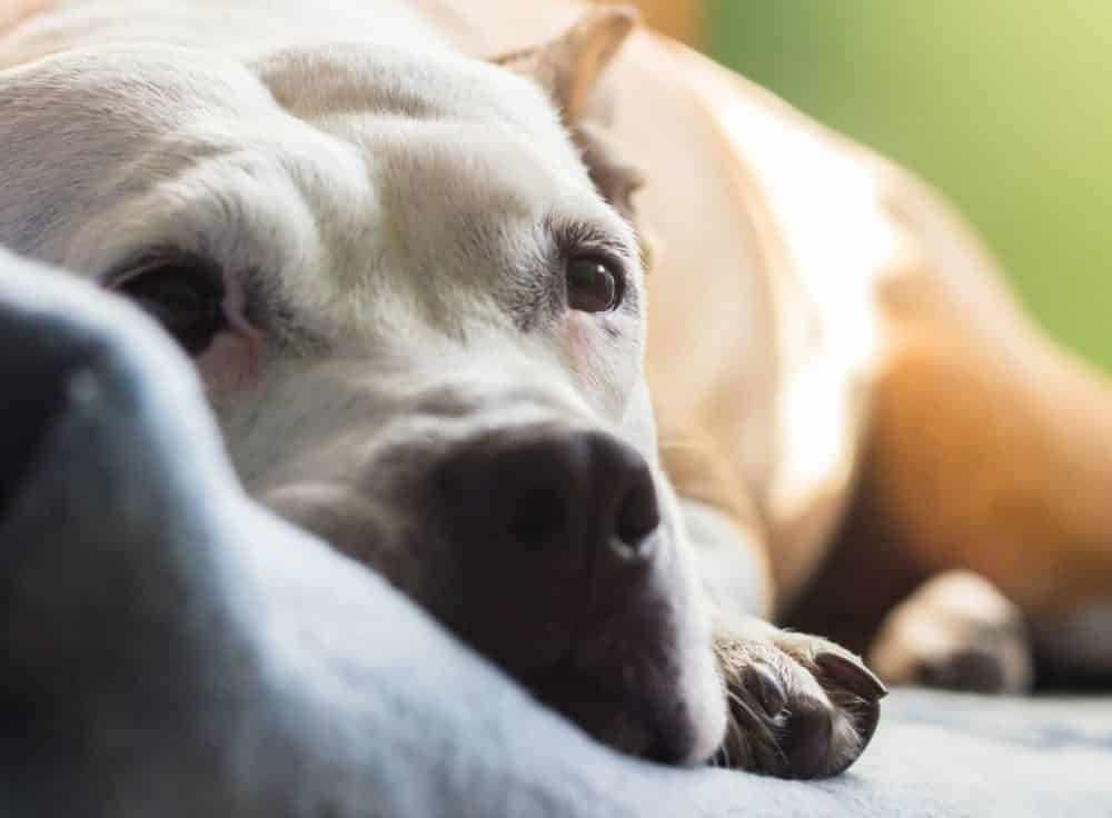 Nesting Behavior in Dogs: Understanding This Fascinating Instinct