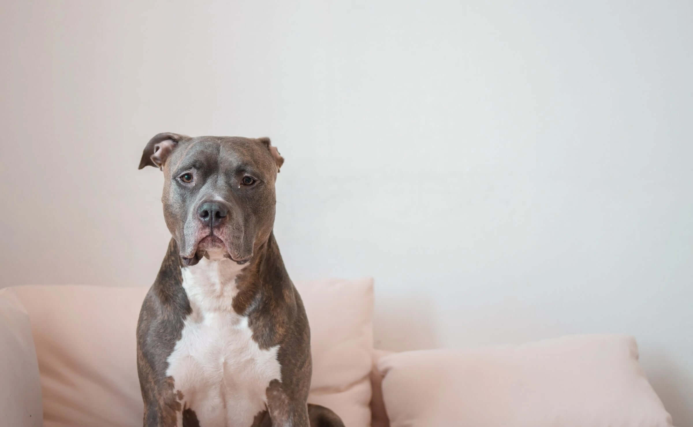 My Dog is Staring at Nothing And Shaking: Understanding the Behavior