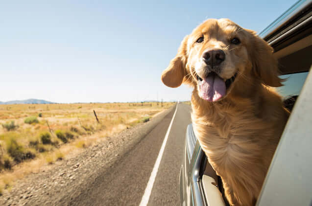 The most dog-friendly cities in the US