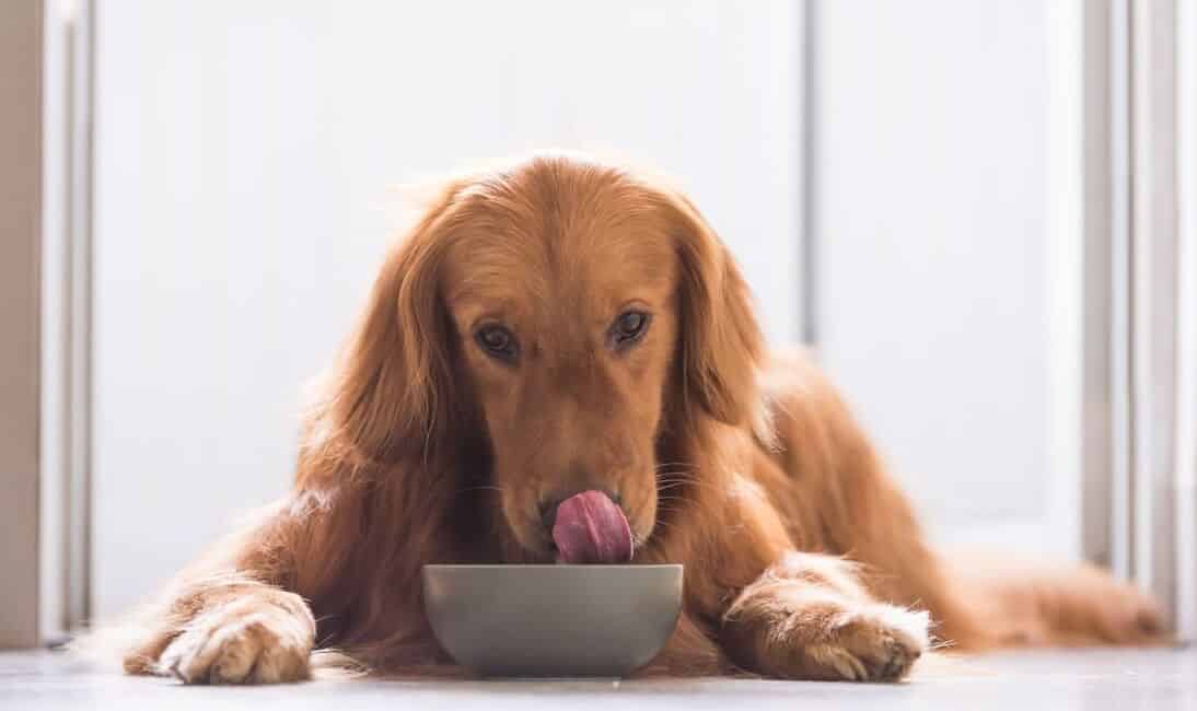 can dogs eat asparagus