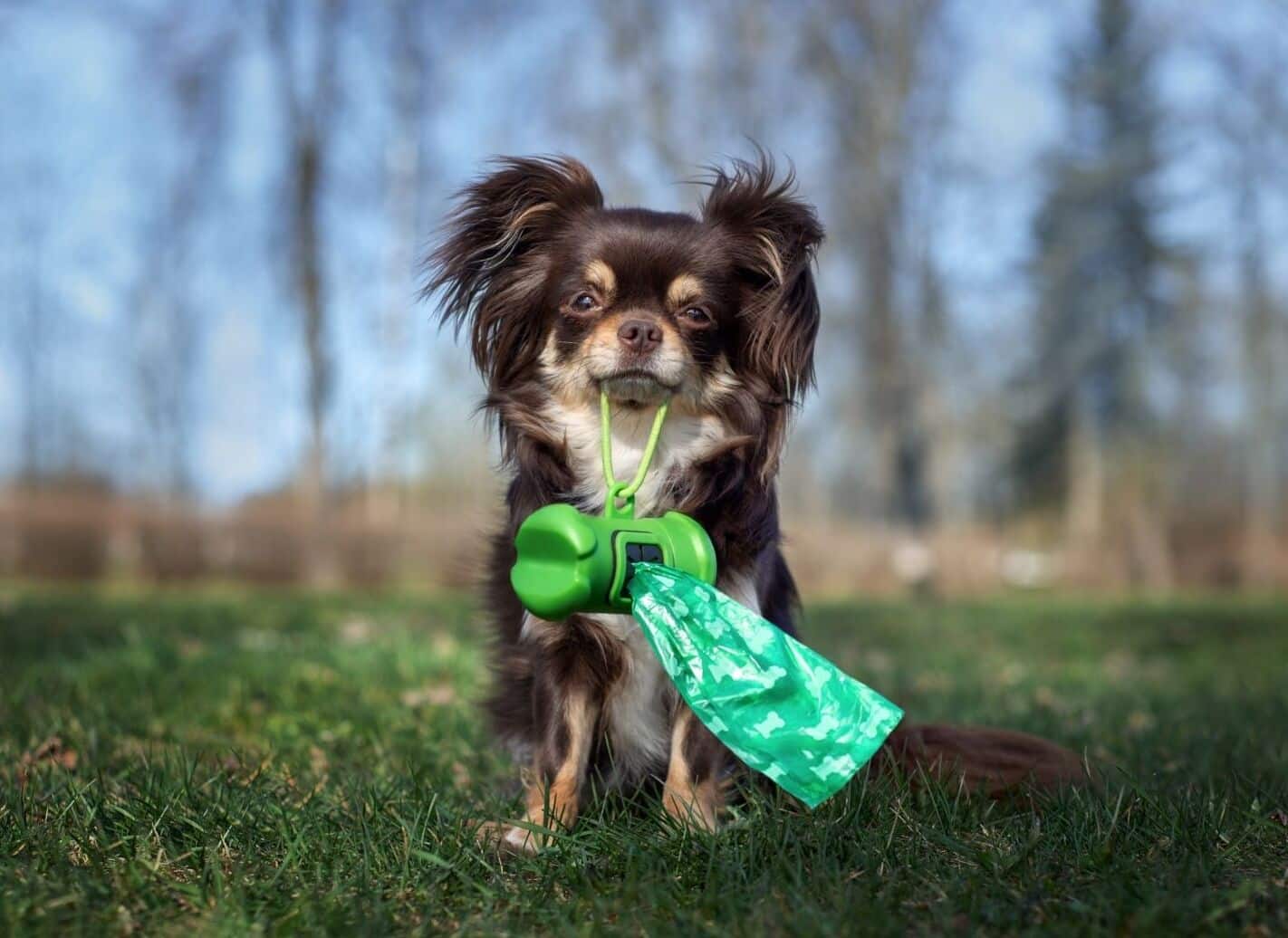 dog poop bag alternative