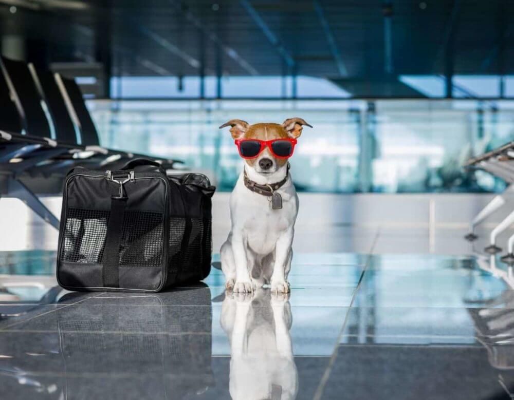 traveling by plane with a dog
