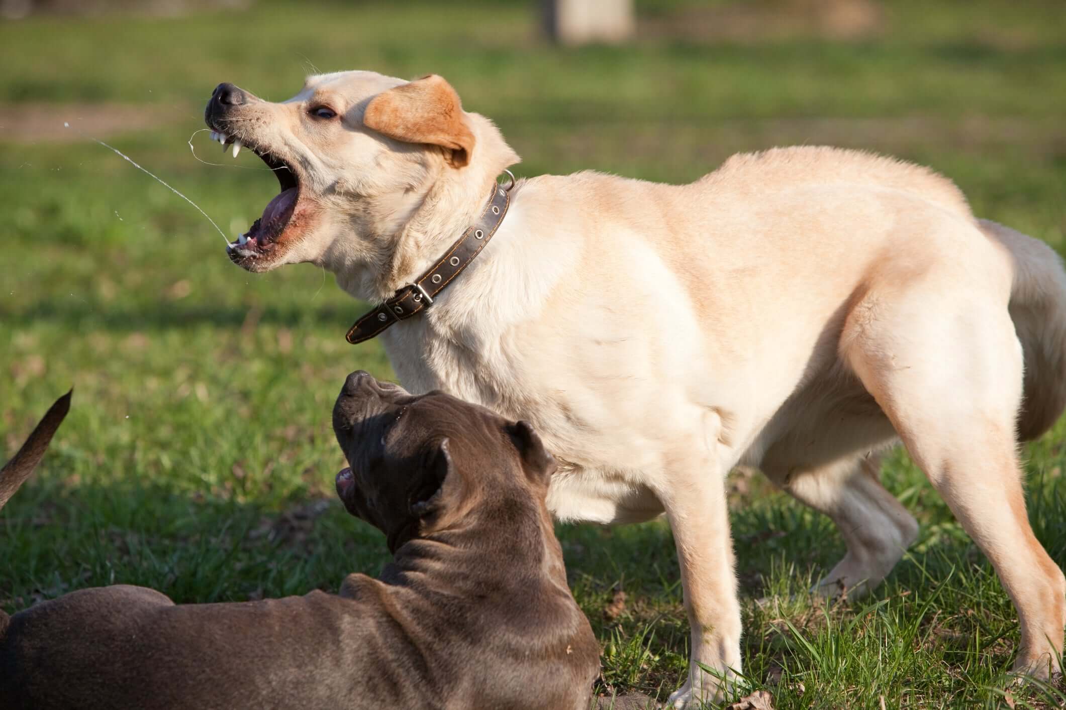 Why does dog's hair stand up on their back?