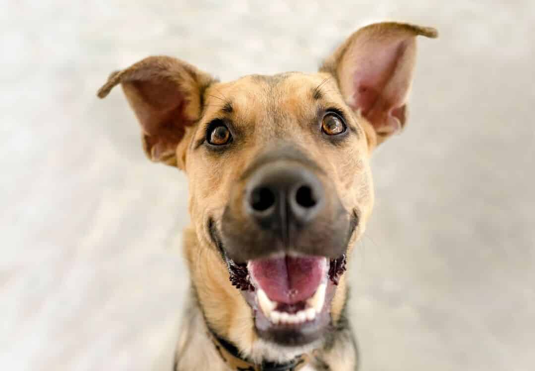 why does my dog stare at me