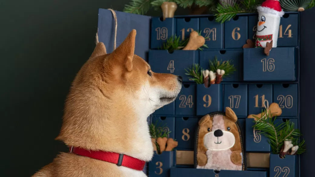How to make an advent calendar for your dog?