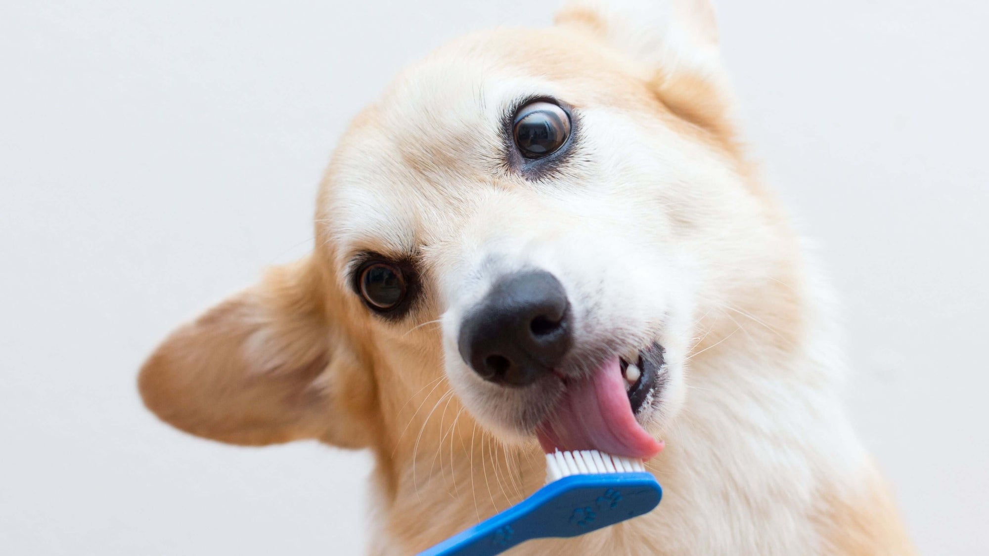 Can you use human toothbrush on dogs?