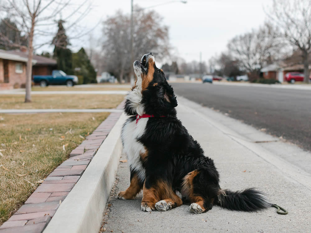 Why do dogs howl at ambulance sirens?