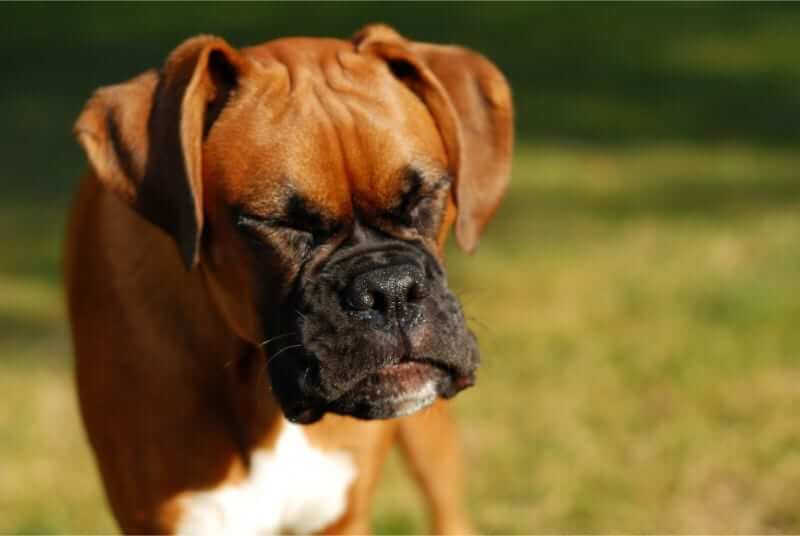 Reverse Sneeze In Dogs: Causes and Treatment
