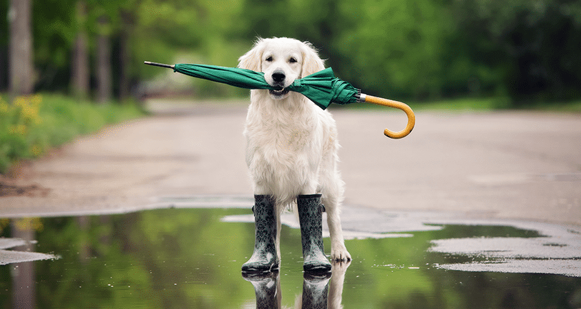 How do dogs sense thunderstorms?