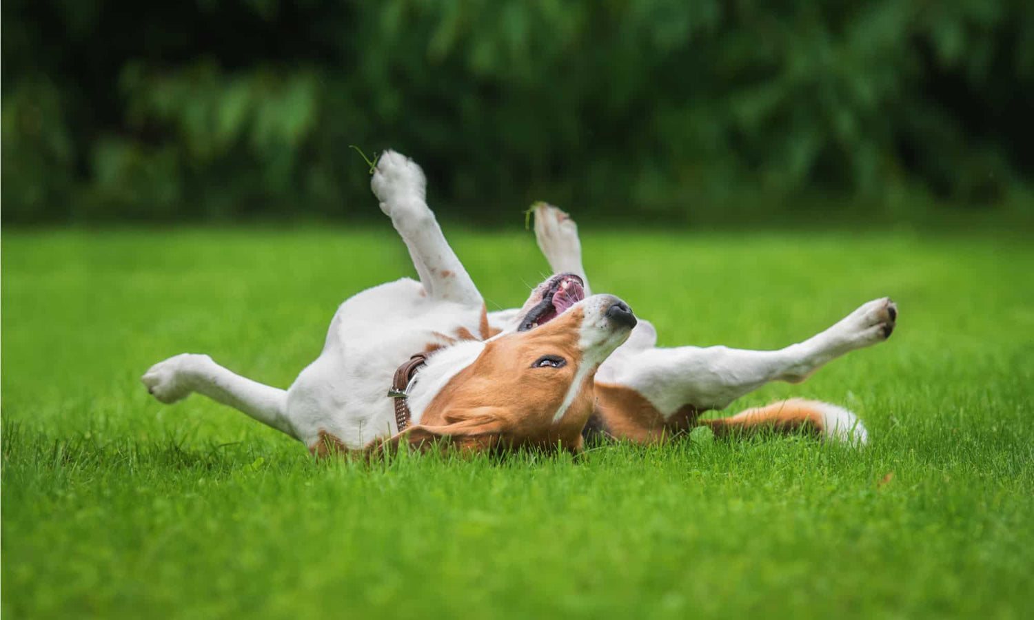Why do dogs roll in the grass?