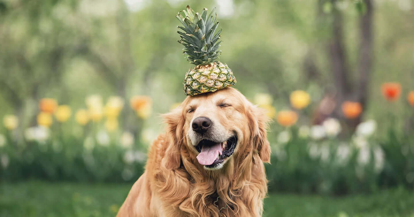 Can dogs eat pineapple?