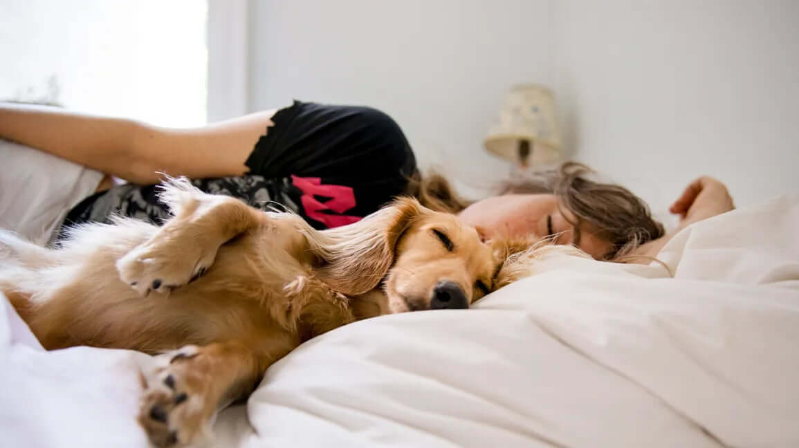 Where should dogs sleep at night?