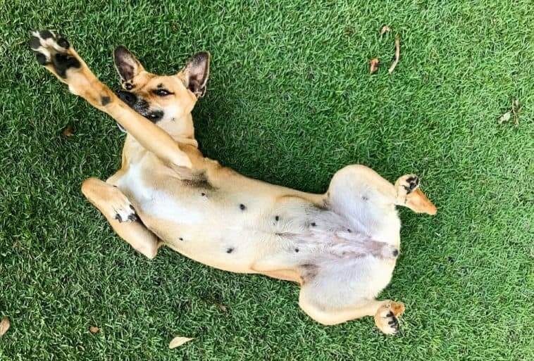 Do dogs have belly buttons?