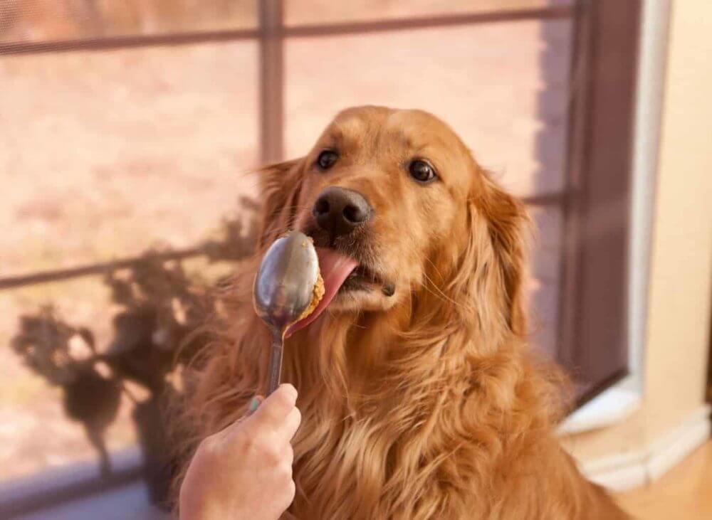 can dogs eat peanut butter