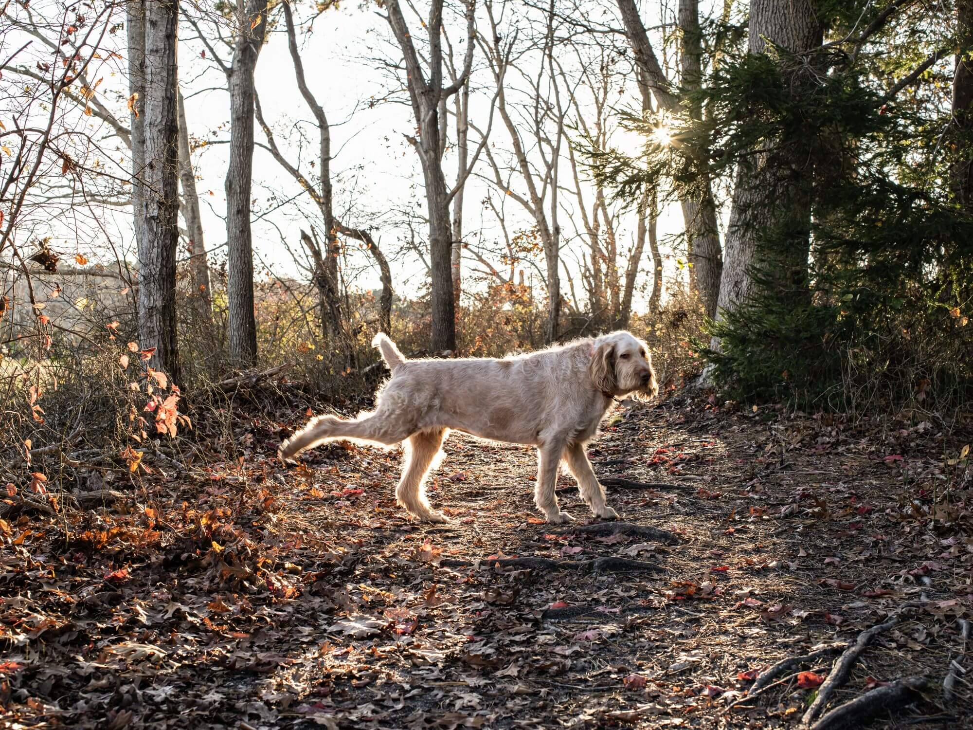 Why do dogs cover their poop?