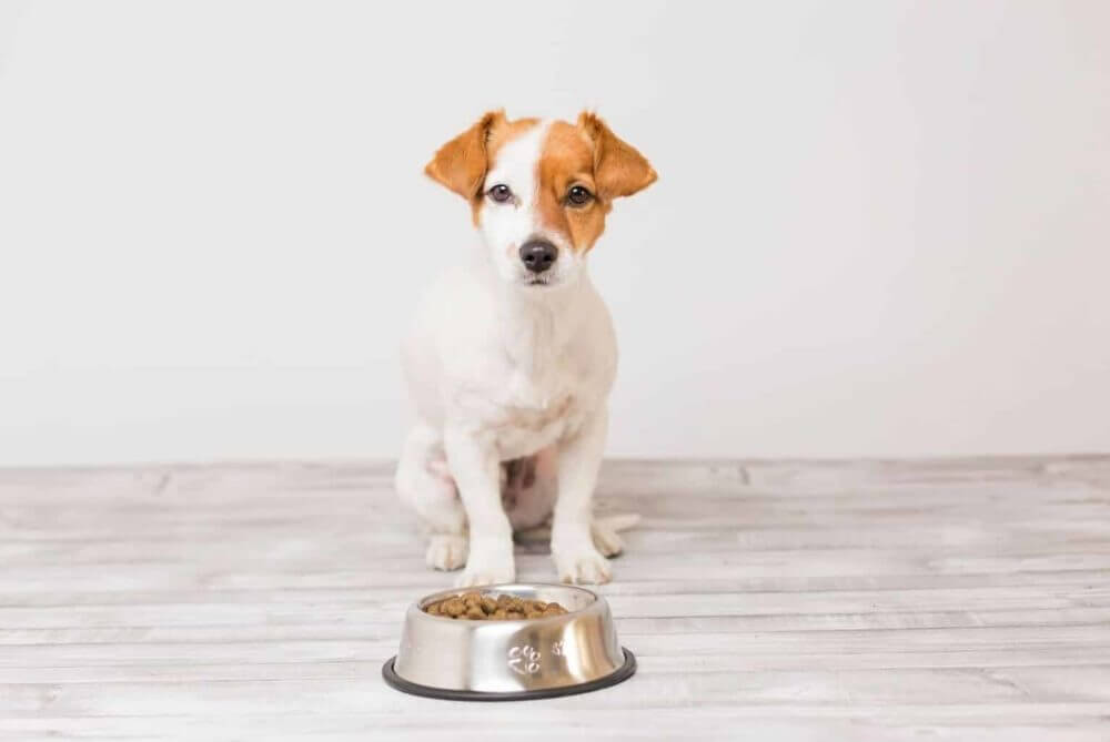 Sea Moss Powder supplier Sea Moss Powder supplier