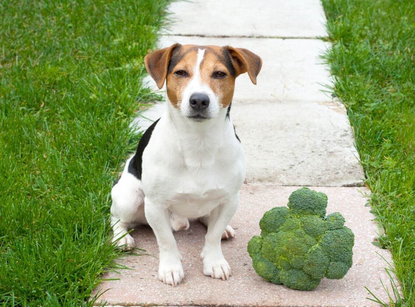 can dogs get broccoli