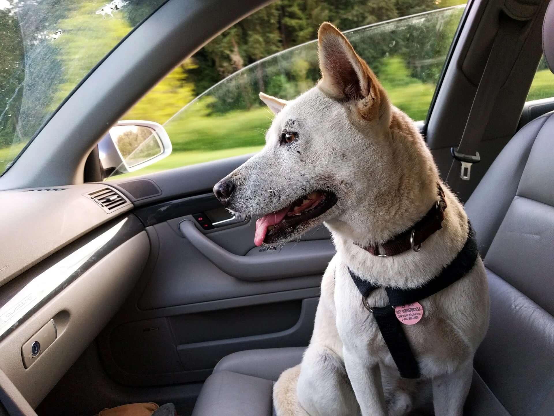 9 Reasons Why Dogs Pant In The Car