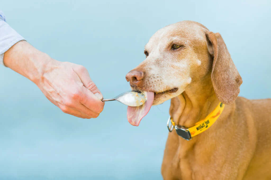 Can peanut butter cause pancreatitis in dogs?