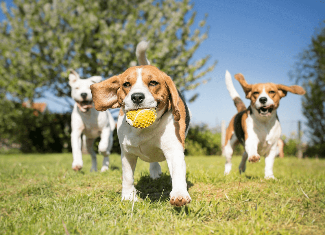 Dogs first time at dog park