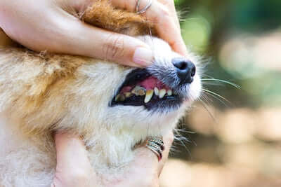 Avoid Dental Disease In Dogs