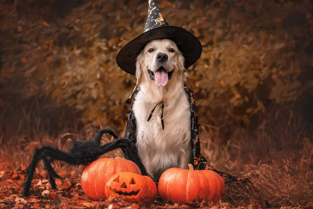 Halloween activities for dogs