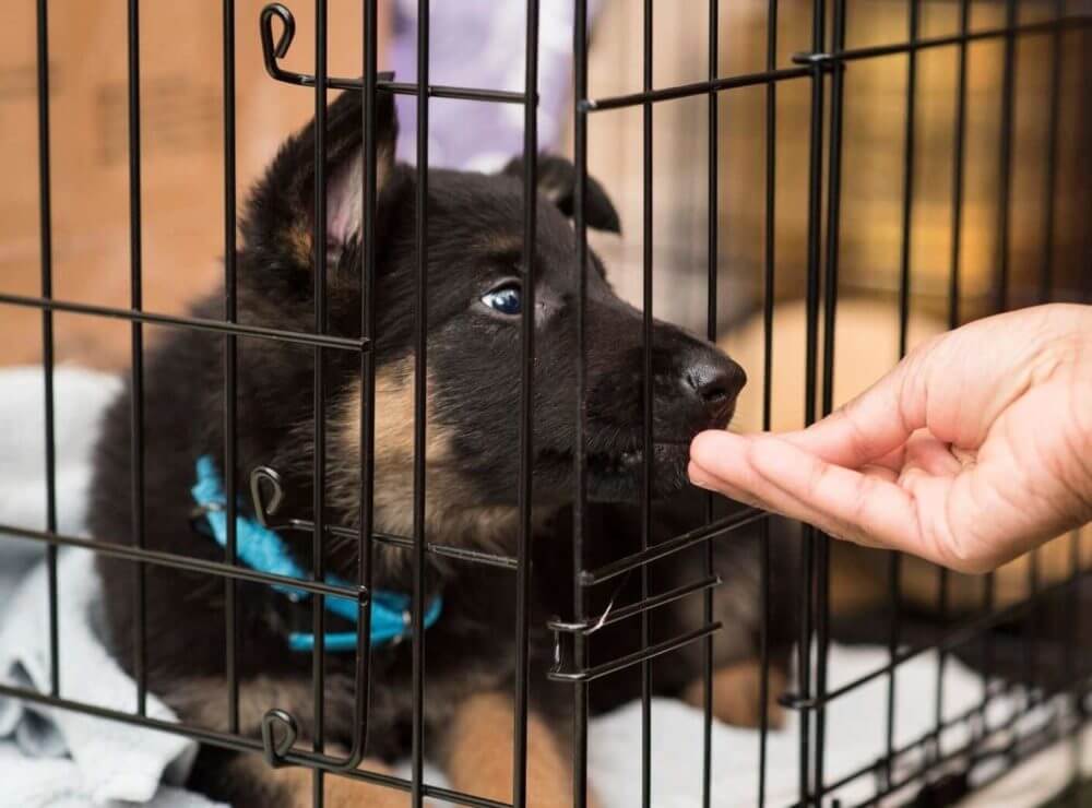 crate training