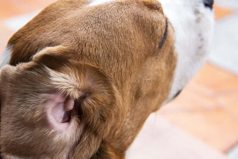 Best ear cleaner for dogs