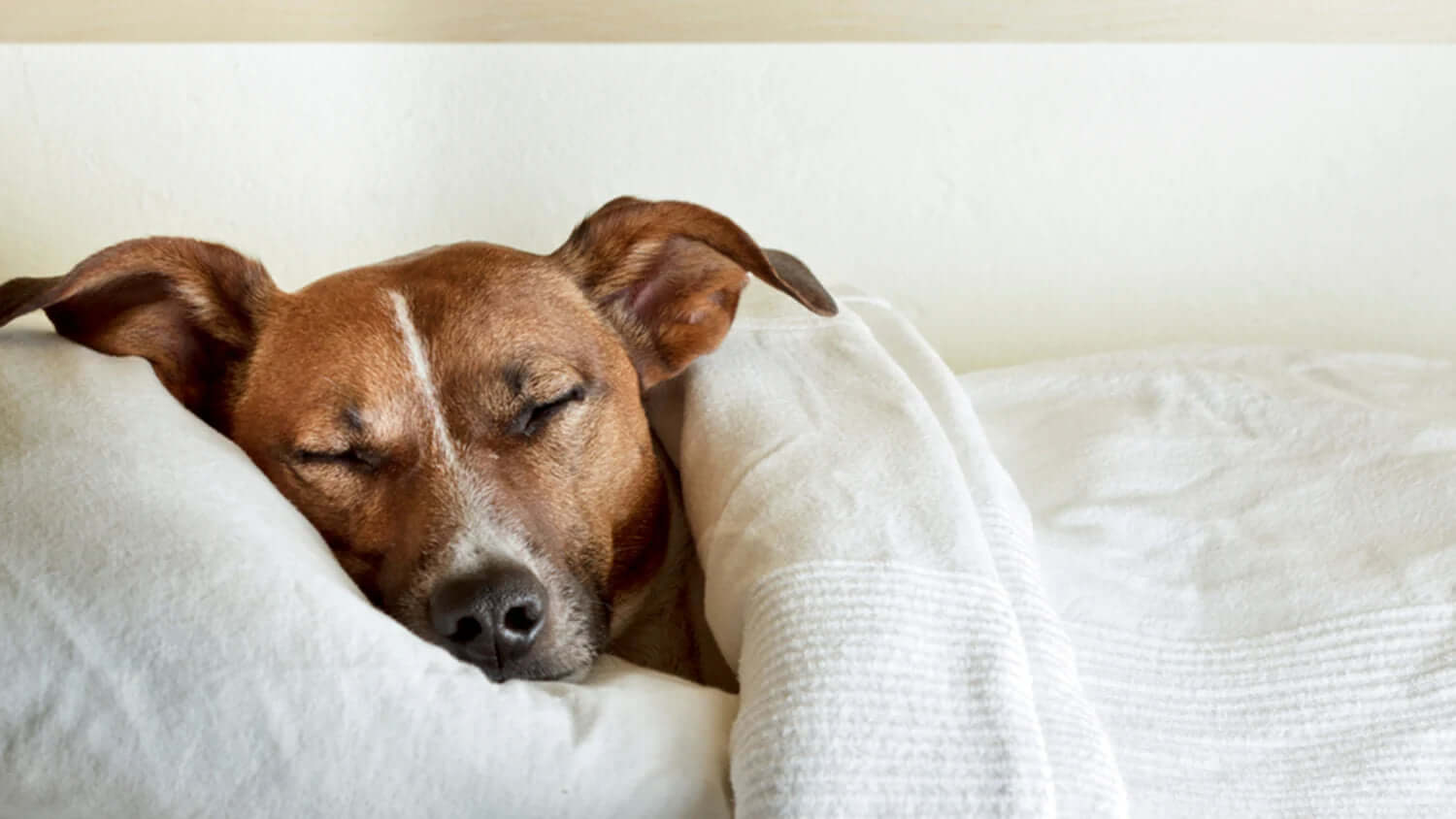 Should you wake up your dog from a nightmare?