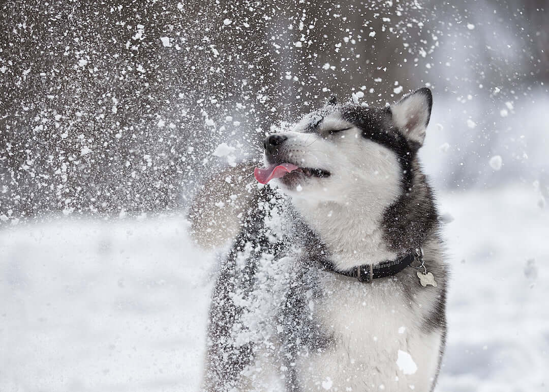 Winter activities for dogs