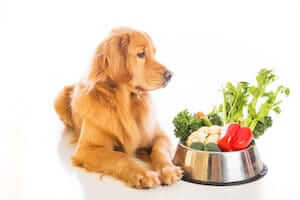 Dog Nutrition: Are Your Dogs Needs Complete With Dog Food?