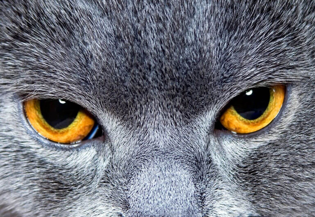 Cat View Color Can Cats See Color?