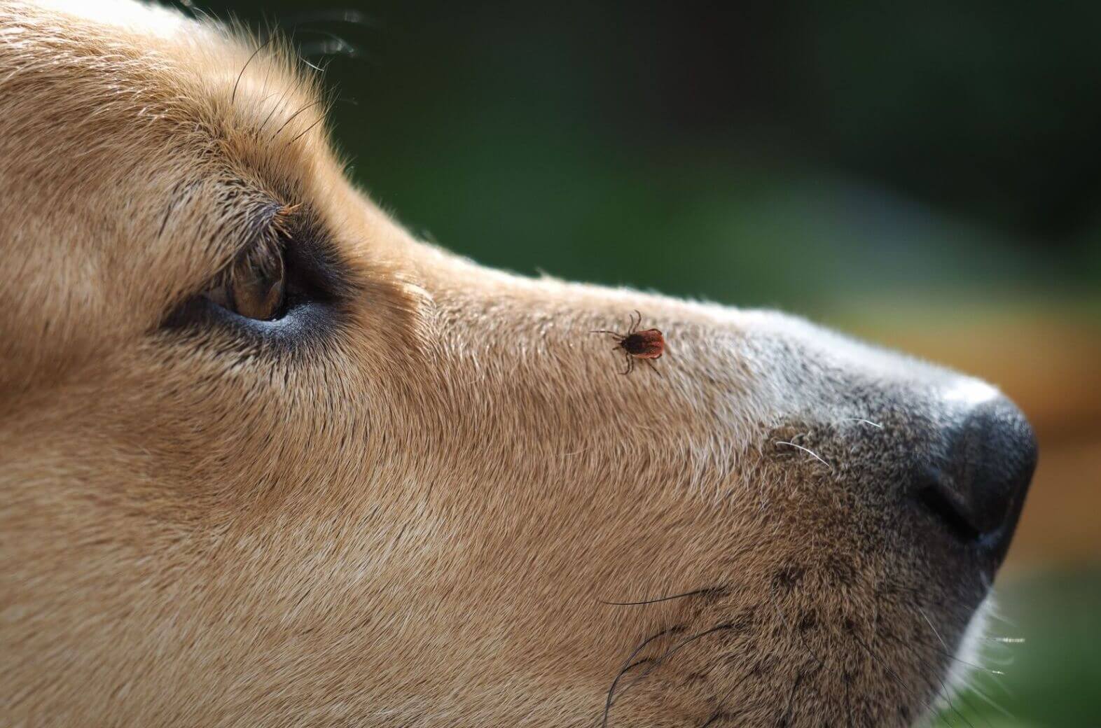 Lyme disease in dogs