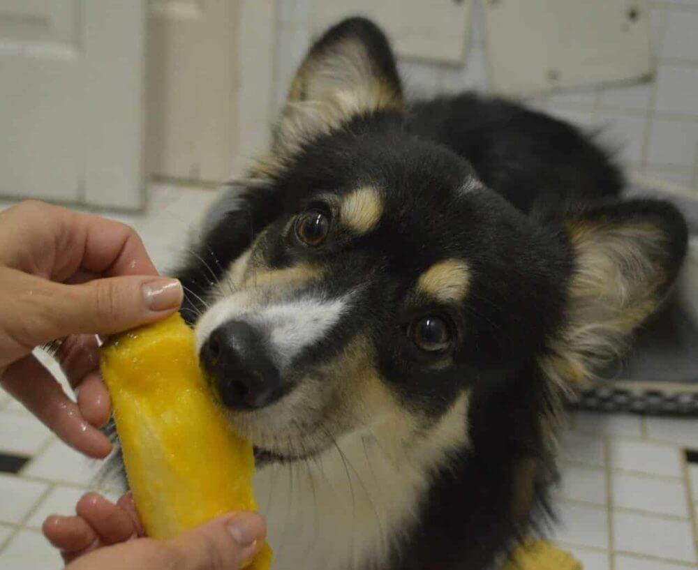 can dogs eat mango