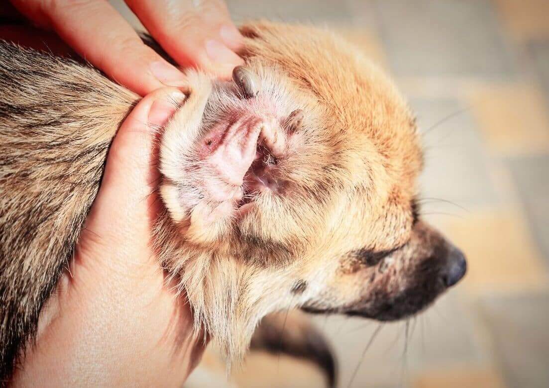 dog ear infections