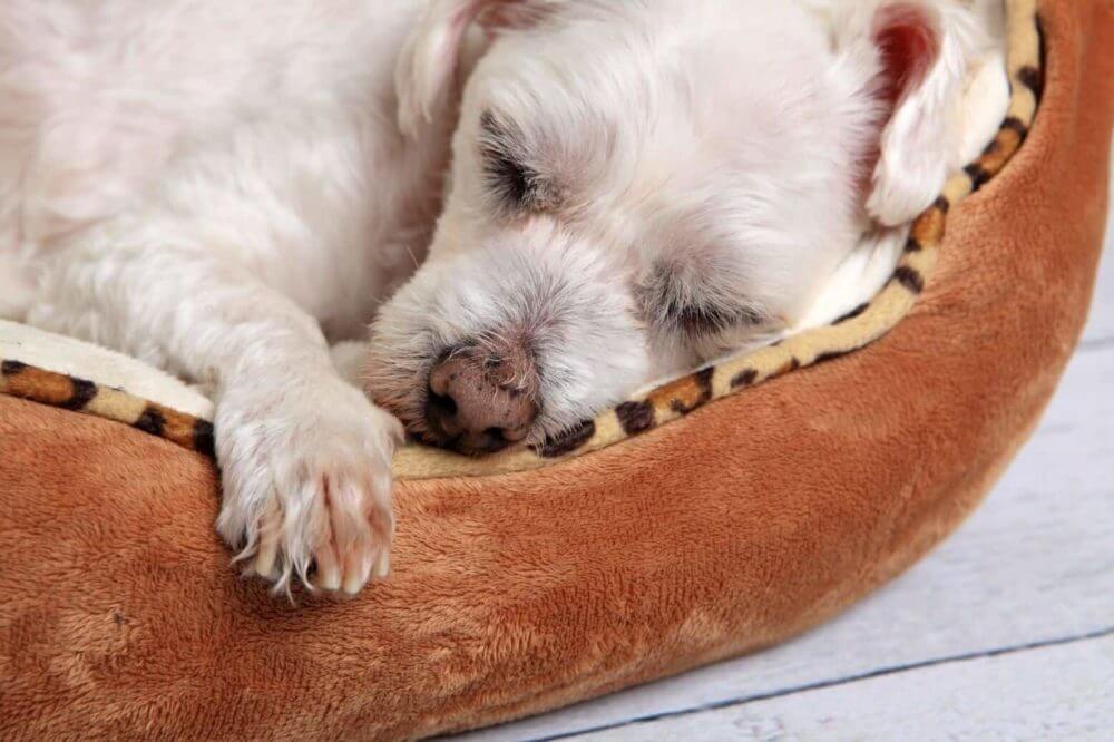 how to wash a dog bed