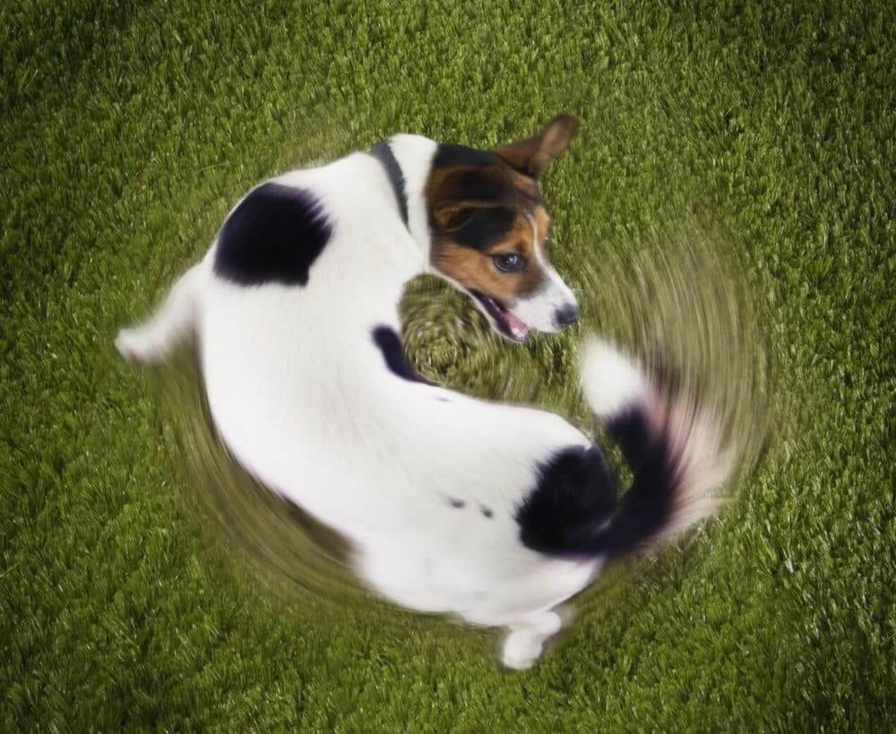 why do dogs chase their tails?