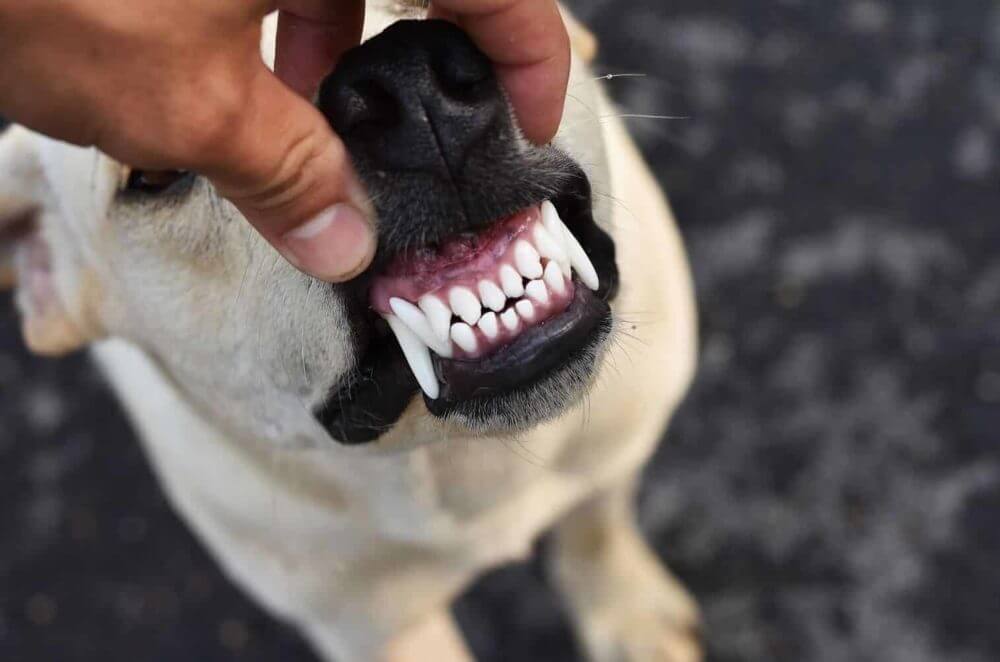 Dogs' Oral Care: How Many Teeth Do Dogs Have?