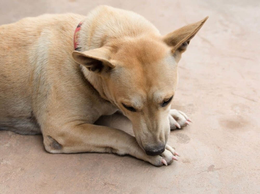 dog licking paws