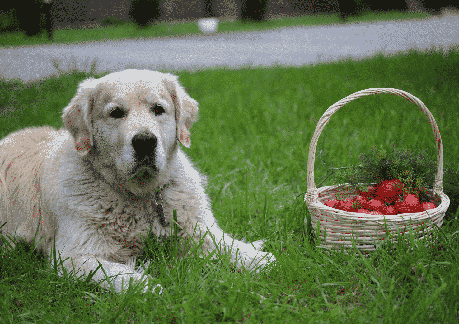 can dogs eat tomatoes