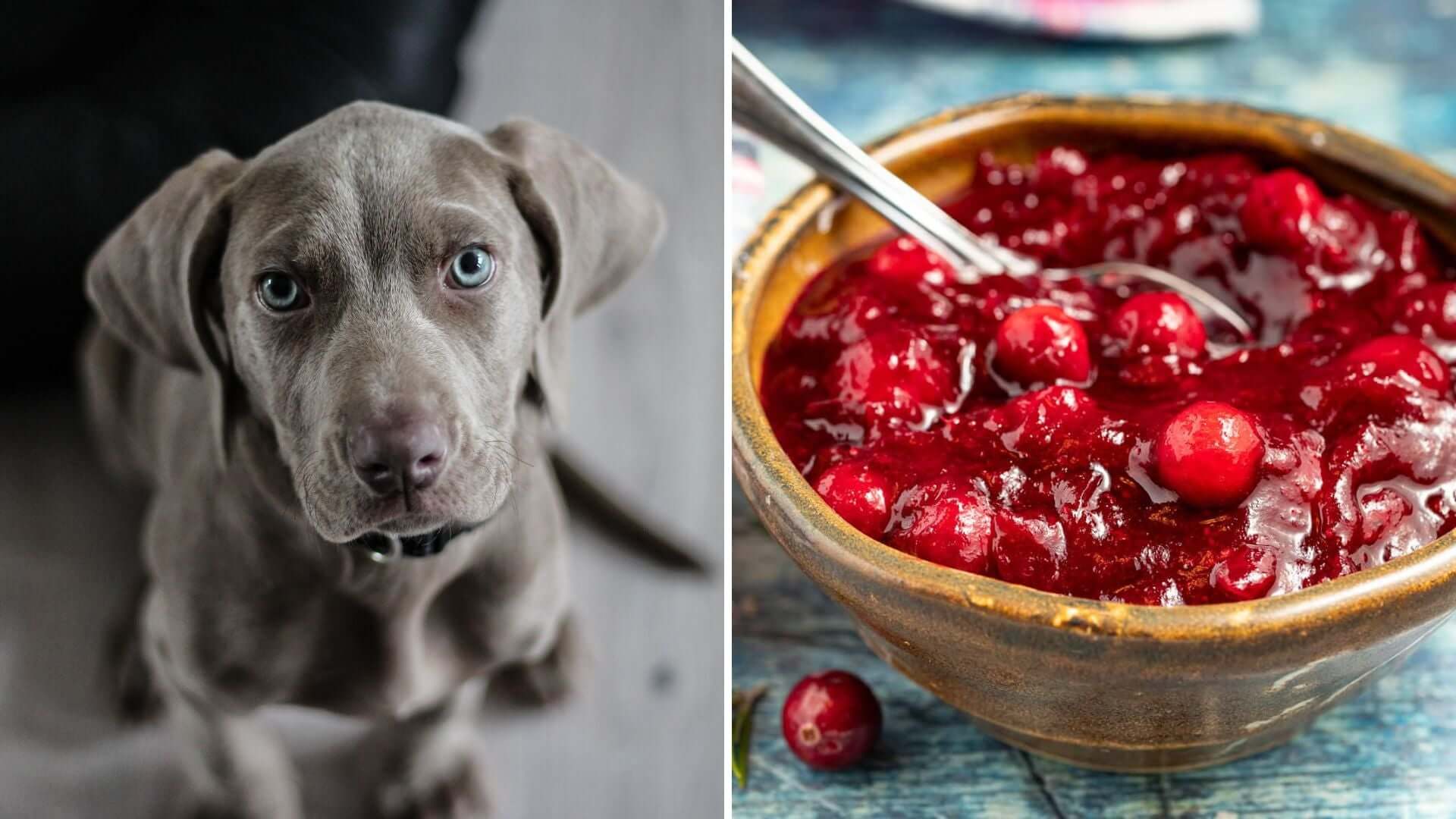 Can dogs eat cranberry sauce?