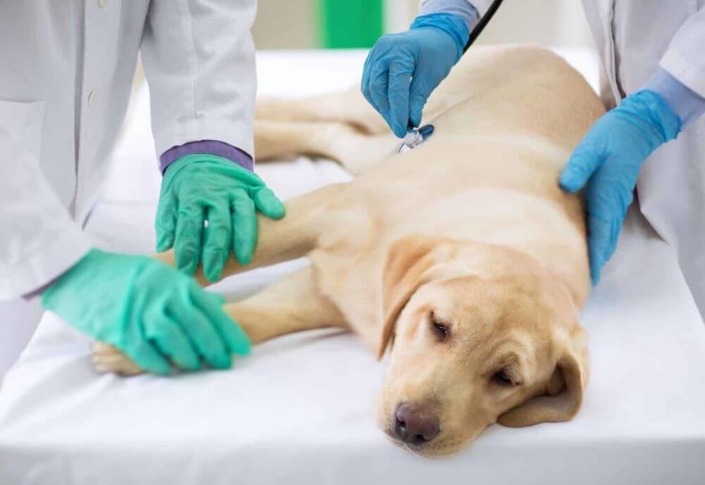 kidney disease in dogs