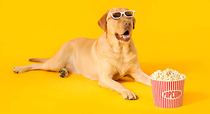 Can dogs eat popcorn?