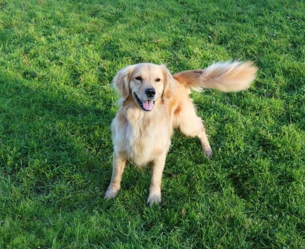 dog wagging his tail