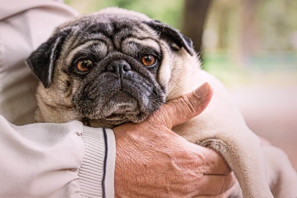 old pug with an old man