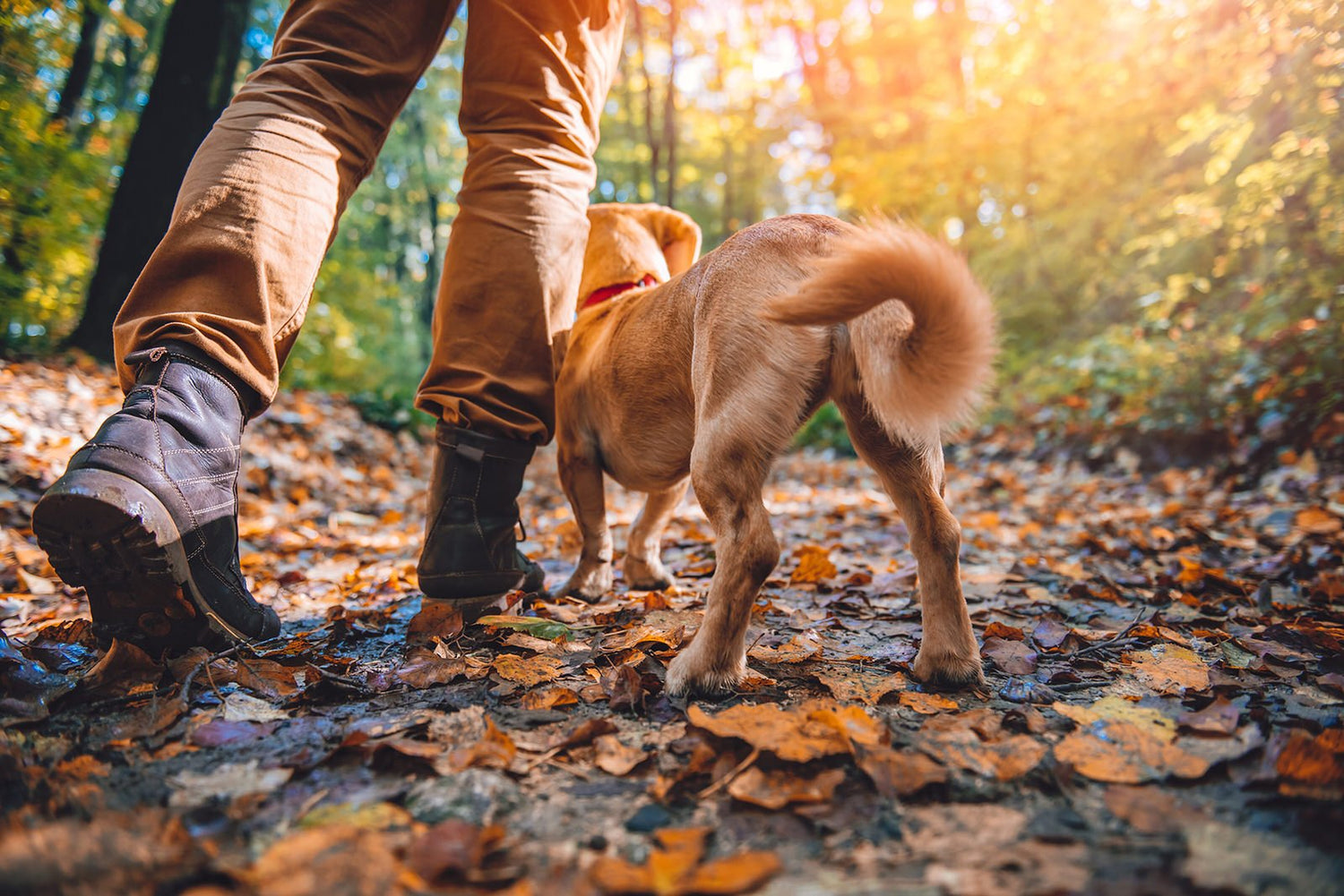 Essential Dog Hiking Tips