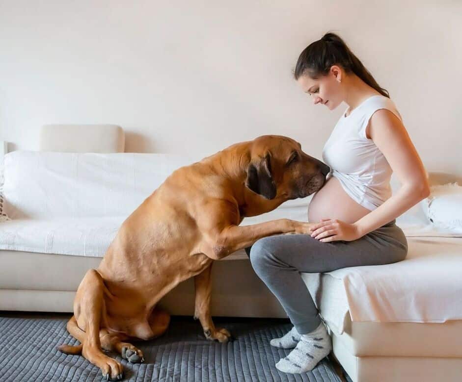 dogs and baby's arrival